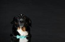 Load image into Gallery viewer, Ribbon Collar
